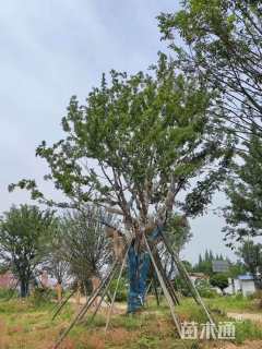 150公分丛生朴树