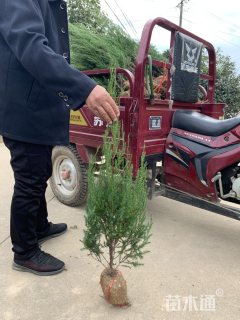 高度70厘米河南桧