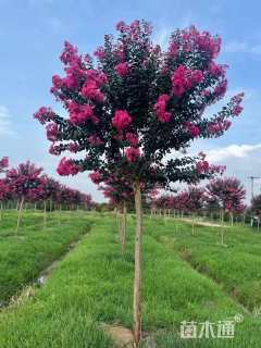 高度400厘米大红紫薇