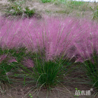 高度30厘米粉黛乱子草