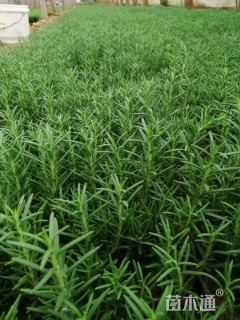 高度20厘米迷迭香