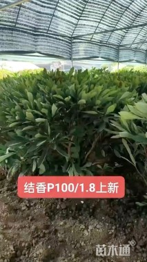 高度100厘米结香