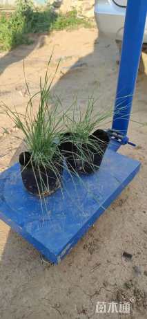 高度20厘米粉黛乱子草