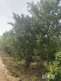 100公分暴马丁香