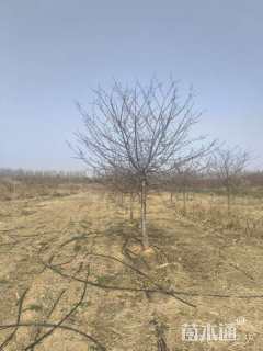 10公分红粉佳人樱