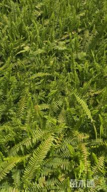 高度20厘米肾蕨