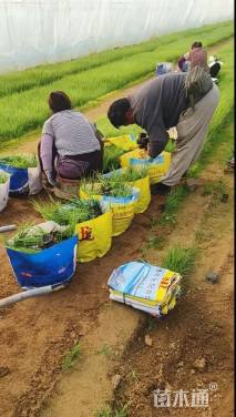 高度15厘米矮蒲苇