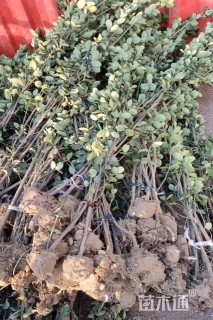 高度180厘米北海道黄杨