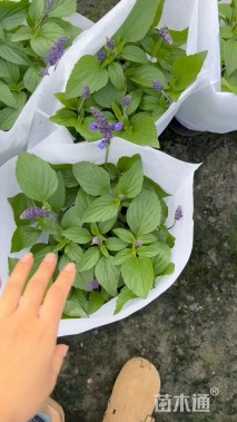 高度30厘米鼠尾草