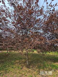 12公分紫叶稠李