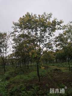 15公分黄山栾树
