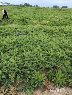 高度40厘米铺地柏