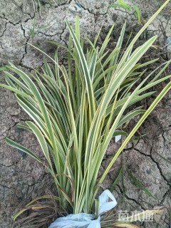 高度30厘米金边麦冬