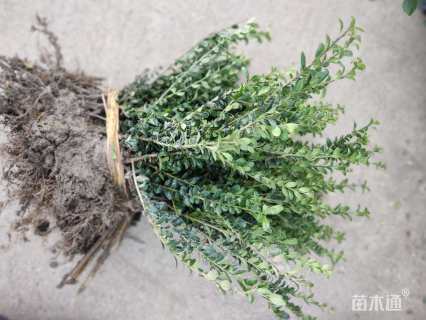 高度40厘米龟甲冬青小苗