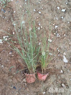 高度20厘米粉黛乱子草