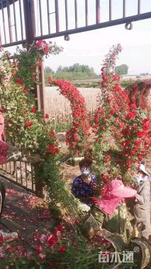 200厘米藤本月季