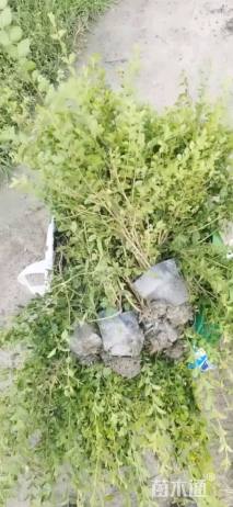 高度30厘米小叶女贞