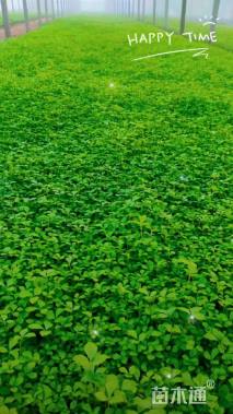 高度10厘米蛇莓