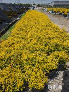 高度30厘米黄金枸骨