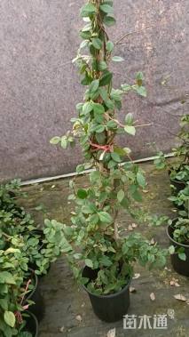 150厘米风车茉莉