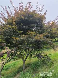 10公分红枫