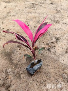 高度35厘米亮叶朱蕉