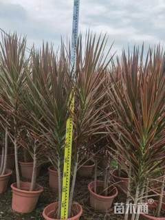 高度100厘米马尾铁