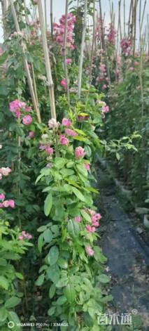 高度50厘米月季