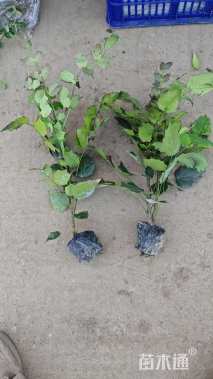 高度25厘米阔叶十大功劳