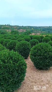 高度2厘米大叶黄杨