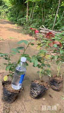 高度40厘米月季