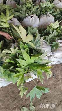 高度50厘米八角金盘