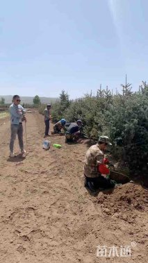 高度250厘米云杉