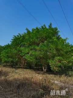 高度200厘米丛生金枝槐