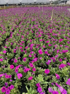 高度10厘米矮牵牛