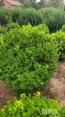 冠幅100厘米小叶黄杨球