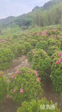 高度50厘米杜鹃