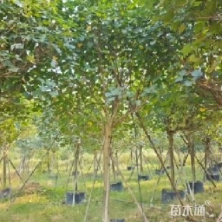 8公分黄槿
