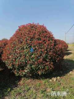 冠幅300厘米红叶石楠球