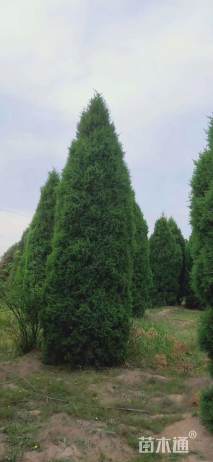 高度600厘米柏树