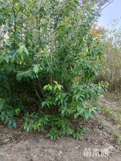 高度200厘米蜡梅