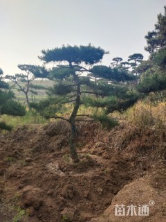 12公分造型油松