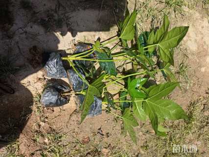 高度20厘米八角金盘