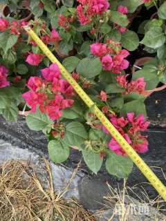 高度25厘米三角梅