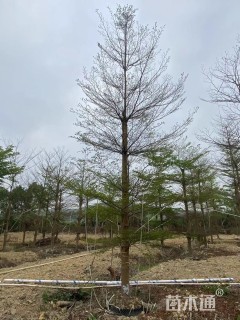 15公分小叶榄仁