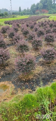 冠幅50厘米红花继木球