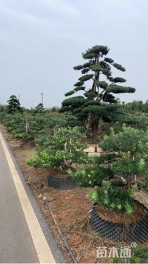 8公分罗汉松