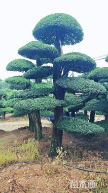 35公分对节白蜡