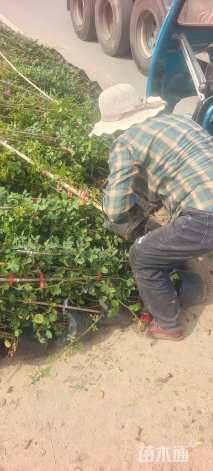 高度80厘米月季