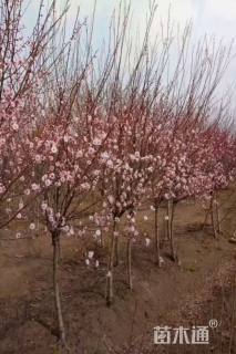 12公分梅花